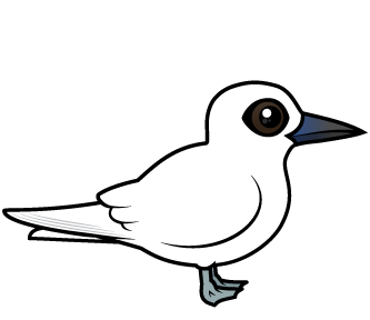 White Tern