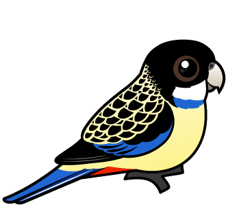 Northern Rosella