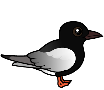 White-winged Tern