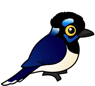 Plush-crested Jay
