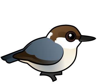 Brown-headed Nuthatch