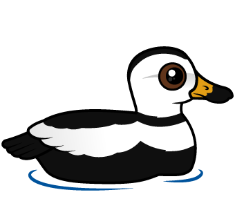 Labrador Duck