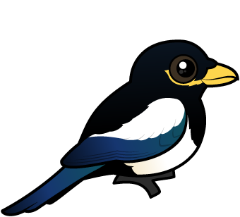 Yellow-billed Magpie