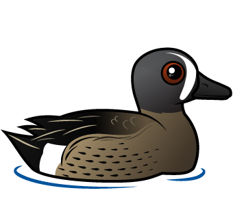Blue-winged Teal