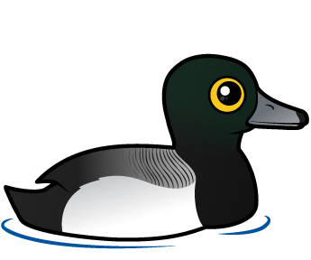 Greater Scaup