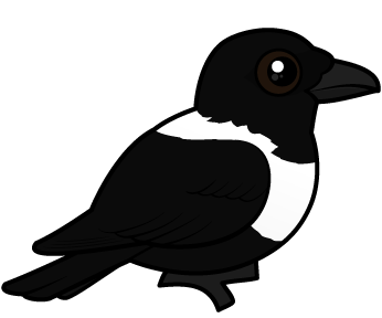 Pied Crow