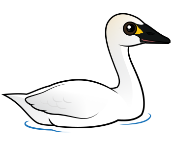 Tundra Swan