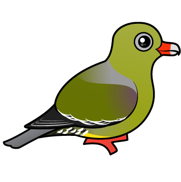 African Green Pigeon
