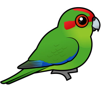 Red-crowned Parakeet