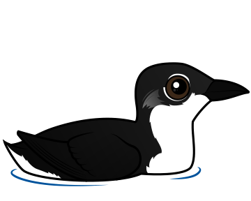Scripp's Murrelet