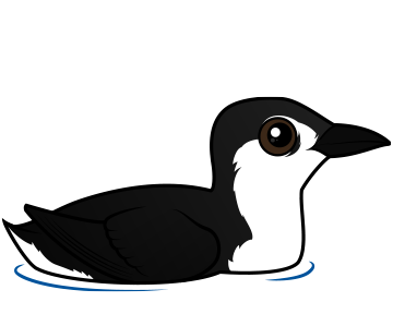 Guadalupe Murrelet
