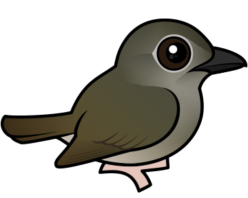 Puaiohi