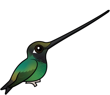 Sword-billed Hummingbird