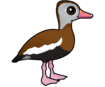 Cute Cartoon Black-bellied Whistling-Duck | Birdorable