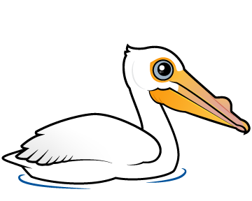 American White Pelican