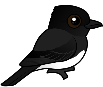 Black Phoebe