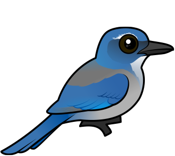 Woodhouse's Scrub-Jay