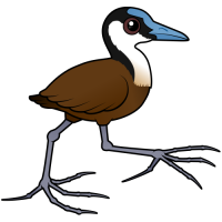 African Jacana