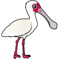 African Spoonbill