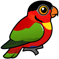 Yellow-bibbed Lory