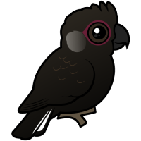 White-tailed Black Cockatoo