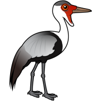 Wattled Crane