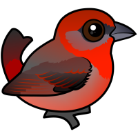 Hepatic Tanager