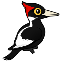 Ivory-billed Woodpecker