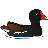 Common Moorhen