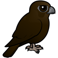 Black Falcon