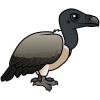 Slender-billed Vulture