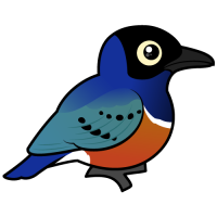 Superb Starling