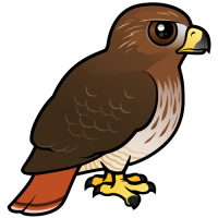 Red-tailed Hawk