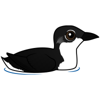 Scripp's Murrelet
