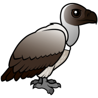 White-backed Vulture