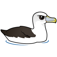 Shy Albatross