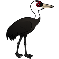 Hooded Crane