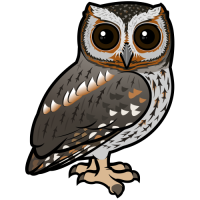 Flammulated Owl