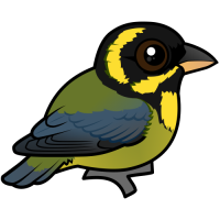 Gold-ringed Tanager