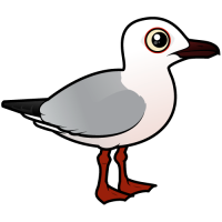 Slender-billed Gull