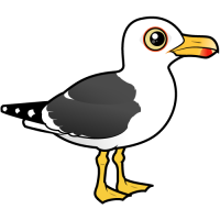 Lesser Black-backed Gull