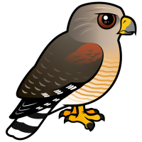 Red-shouldered Hawk