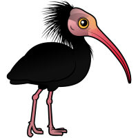 Northern Bald Ibis