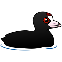 American Coot