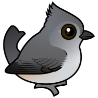 Oak Titmouse