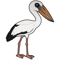 Asian Openbill