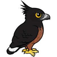 Black-and-chestnut Eagle