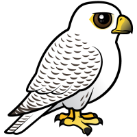 Gyrfalcon