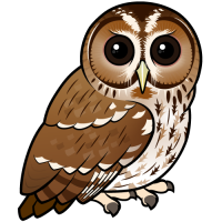 Tawny Owl