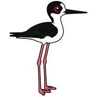Black-winged Stilt